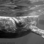 A Whale of a Tale • Friday